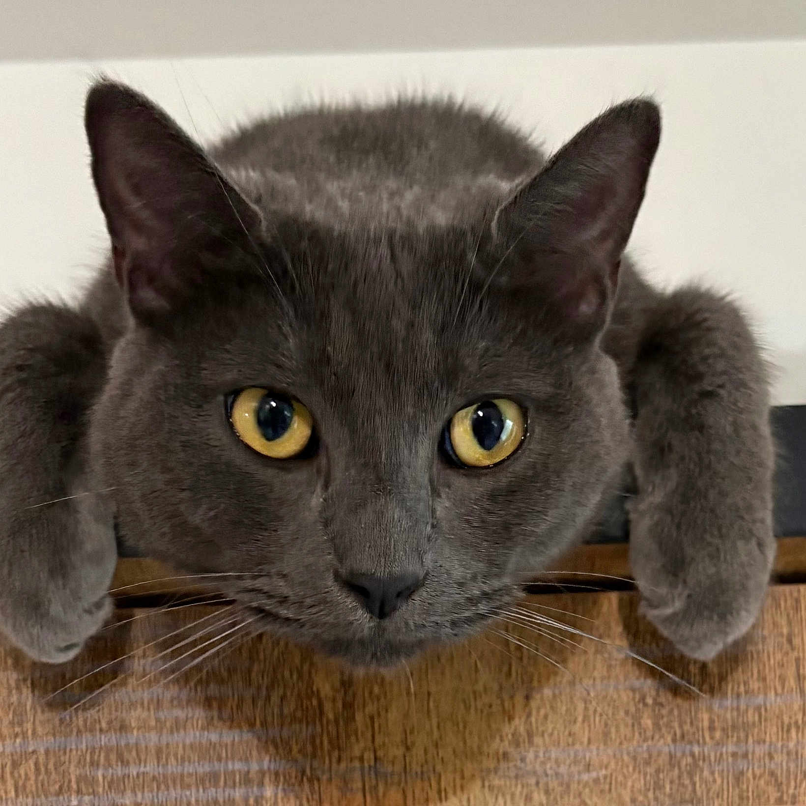 Hugo