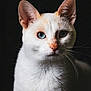 Pearl a rejoint le concours — aidez-le/la à gagner de superbes lots ! cat, close_up, white_cat, blue_eyes, portrait, animal, pet, whiskers, fur, ears, face, looking, dark_background, feline, cute, alert, mammal, indoor, domestic