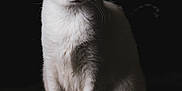 Pearl a rejoint le concours — aidez-le/la à gagner de superbes lots ! cat, white_cat, heterochromia, sitting, portrait, animal, pet, feline, fur, whiskers, ears, eyes, indoor, studio, dark_background, calm, still_life, closeup, mammal, domestic_animal