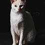 cat, white_cat, heterochromia, sitting, portrait, animal, pet, feline, fur, whiskers, ears, eyes, indoor, studio, dark_background, calm, still_life, closeup, mammal, domestic_animal