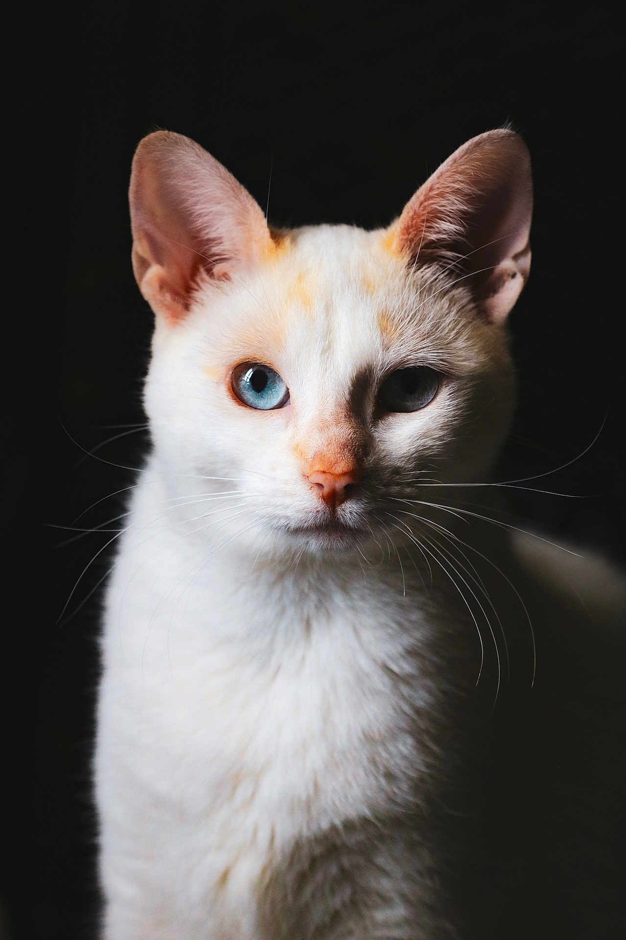 Pearl a rejoint le concours — aidez-le/la à gagner de superbes lots ! cat, white_cat, blue_eyes, close_up, portrait, animal, pet, whiskers, fur, ears, face, looking, soft_light, dark_background, mammal, feline, domestic_animal, cute, alert, still_life
