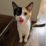 Mocha joined the competition — help win amazing prizes! animal, calico, cat, curious, cute, domestic, ears, eyes, feline, fur, indoor, licking, mammal, pet, playful, tail, tongue, whiskers, wooden_floor, young