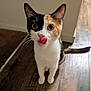 animal, calico, cat, curious, cute, domestic, ears, eyes, feline, fur, indoor, licking, mammal, pet, playful, tail, tongue, whiskers, wooden_floor, young