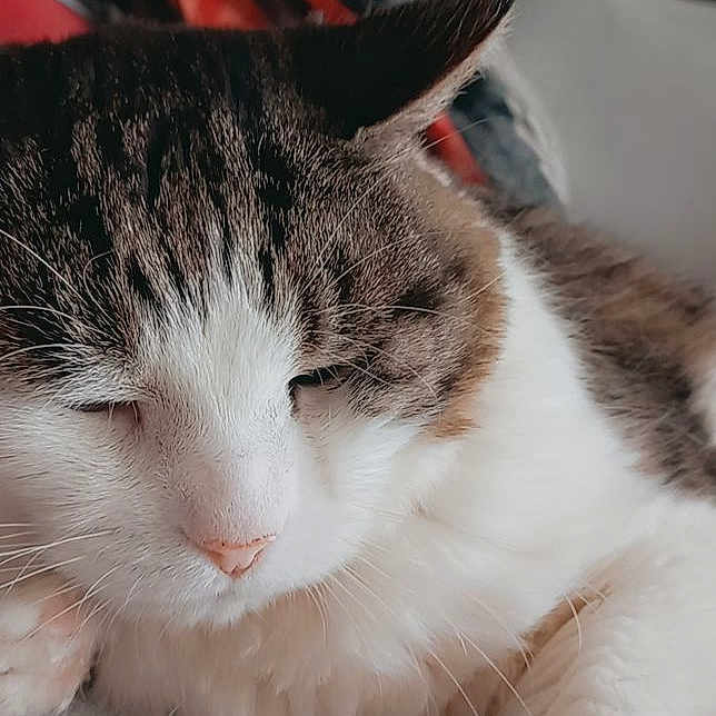 Pépère