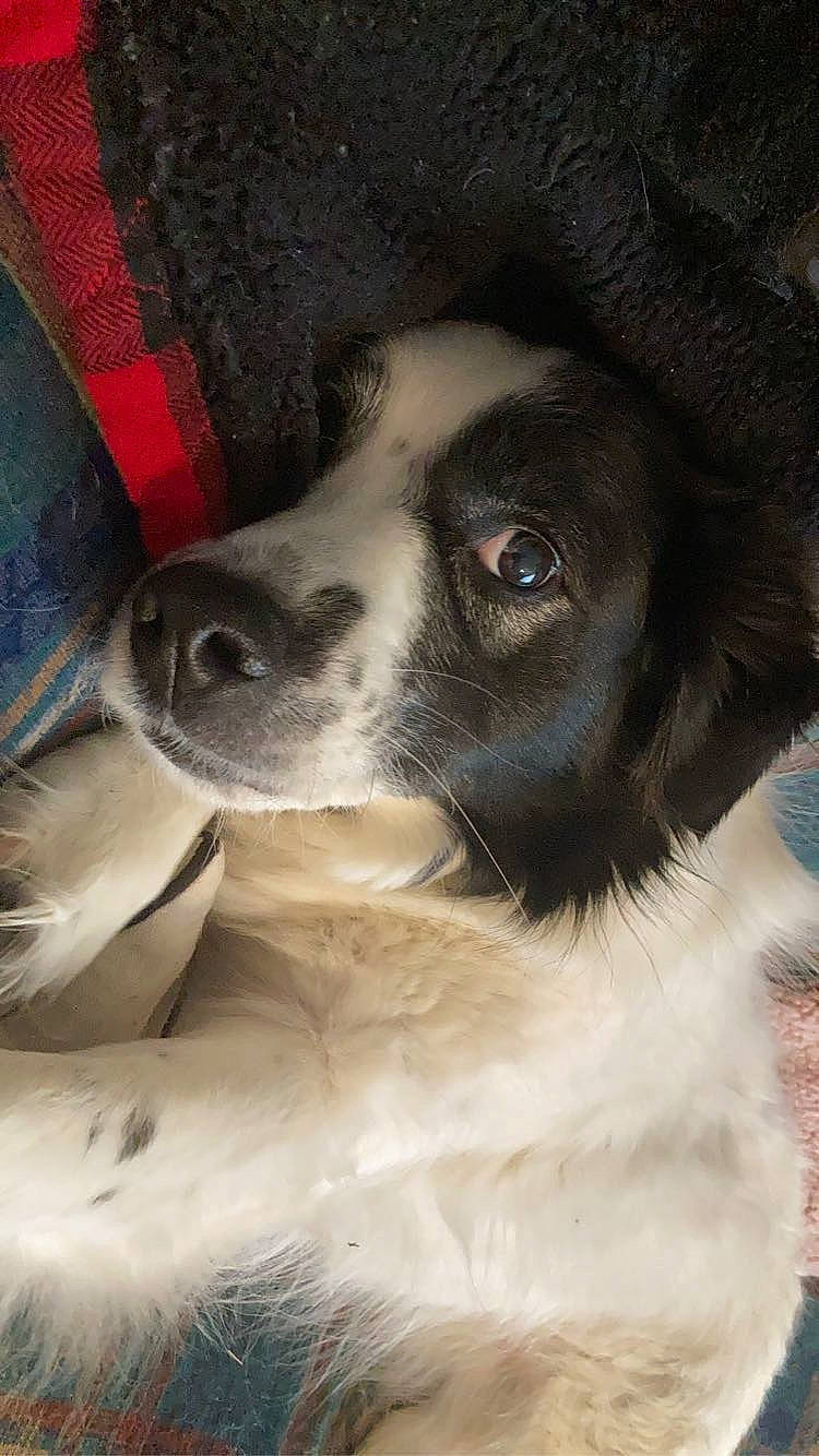 Cleo is registered to the contest to win money with this photo: canidae, carnivore, companion_dog, dog, dog_breed, fur, gun_dog, herding_dog, landseer, puppy, snout, spaniel, sporting_group, tartan, whiskers, working_animal, working_dog