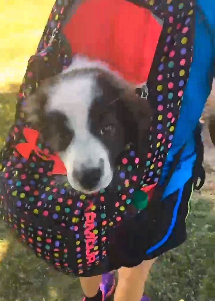 Cleo joined the competition — help win amazing prizes! carnivore, collar, companion_dog, dog, dog_breed, dog_clothes, dog_supply, dog_toy, fashion_accessory, fawn, fur, grass, pattern, paw, pet_supply, pink, snout, tail, whiskers, working_animal