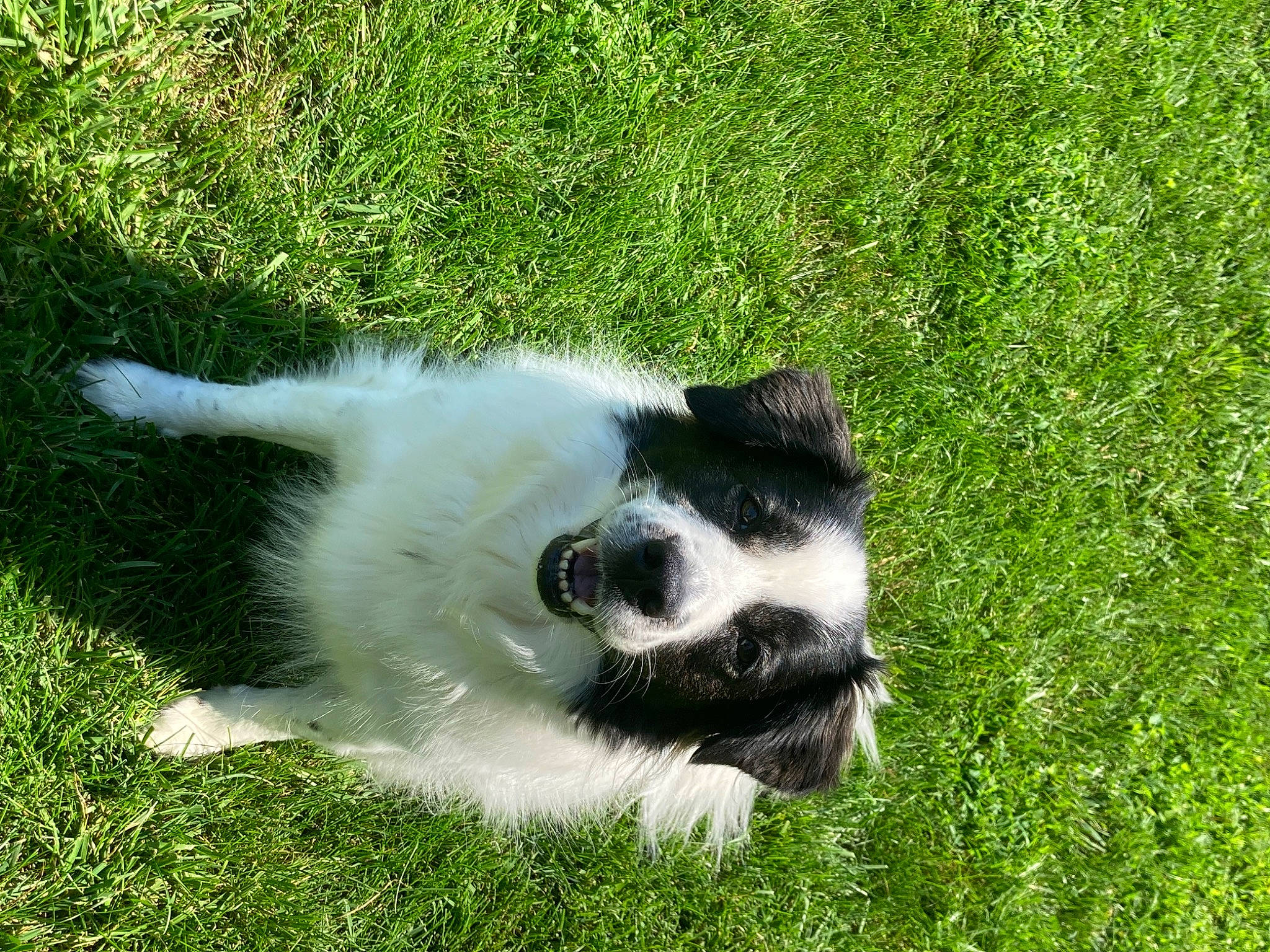 Cleo joined the competition — help win amazing prizes! canidae, carnivore, companion_dog, dog, dog_breed, fur, grass, grassland, groundcover, herbaceous_plant, non_sporting_group, pasture, plant, snout, sporting_group, tail, terrestrial_animal, whiskers, working_dog