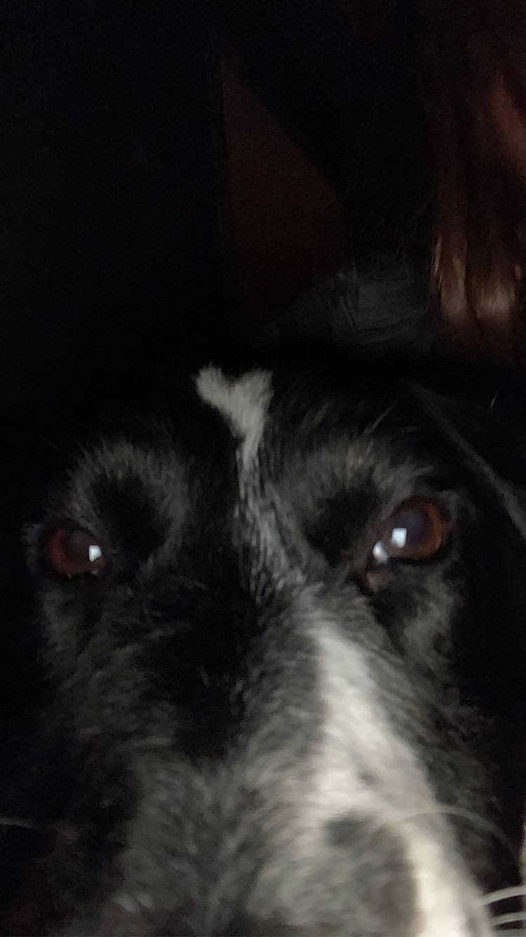 Kacey joined the competition — help win amazing prizes! bored, canidae, carnivore, companion_dog, darkness, dog, dog_breed, fur, herding_dog, monochrome_photography, night, snout, sporting_group, terrestrial_animal, whiskers, working_animal, working_dog