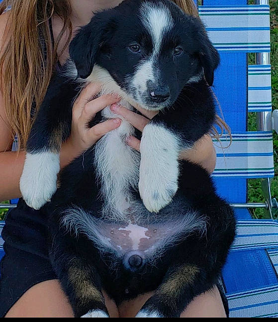 Kacey joined the competition — help win amazing prizes! canidae, carnivore, comfort, companion_dog, dog, dog_breed, fur, gesture, mammal, plant, sitting, snout, sporting_group, vertebrate, working_animal, working_dog