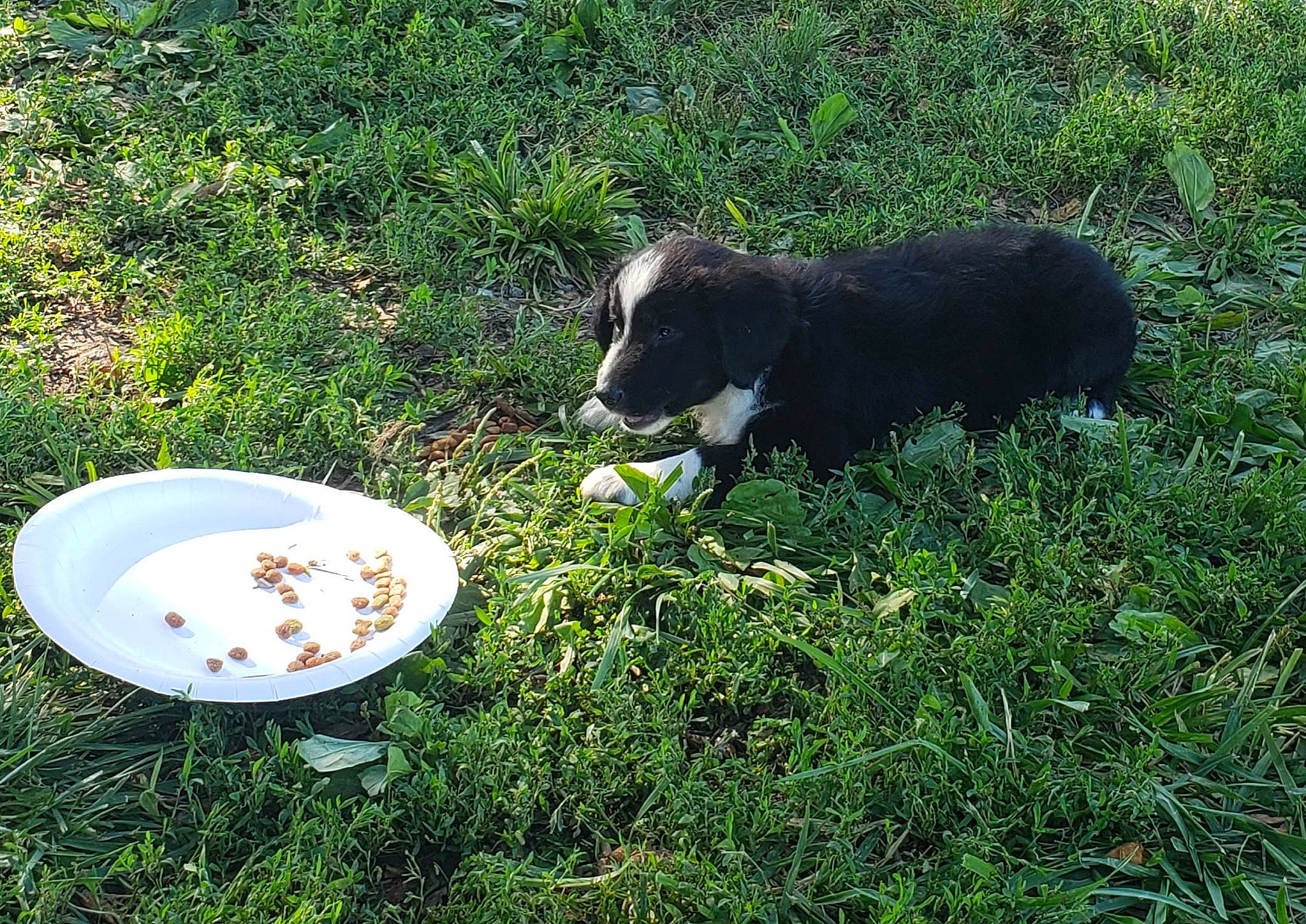 Kacey is registered to the contest to win money with this photo: bowl, canidae, carnivore, companion_dog, dishware, dog, dog_breed, grass, grassland, groundcover, herding_dog, liquid, pasture, plant, serveware, sporting_group, tableware, tail, terrestrial_animal, working_animal