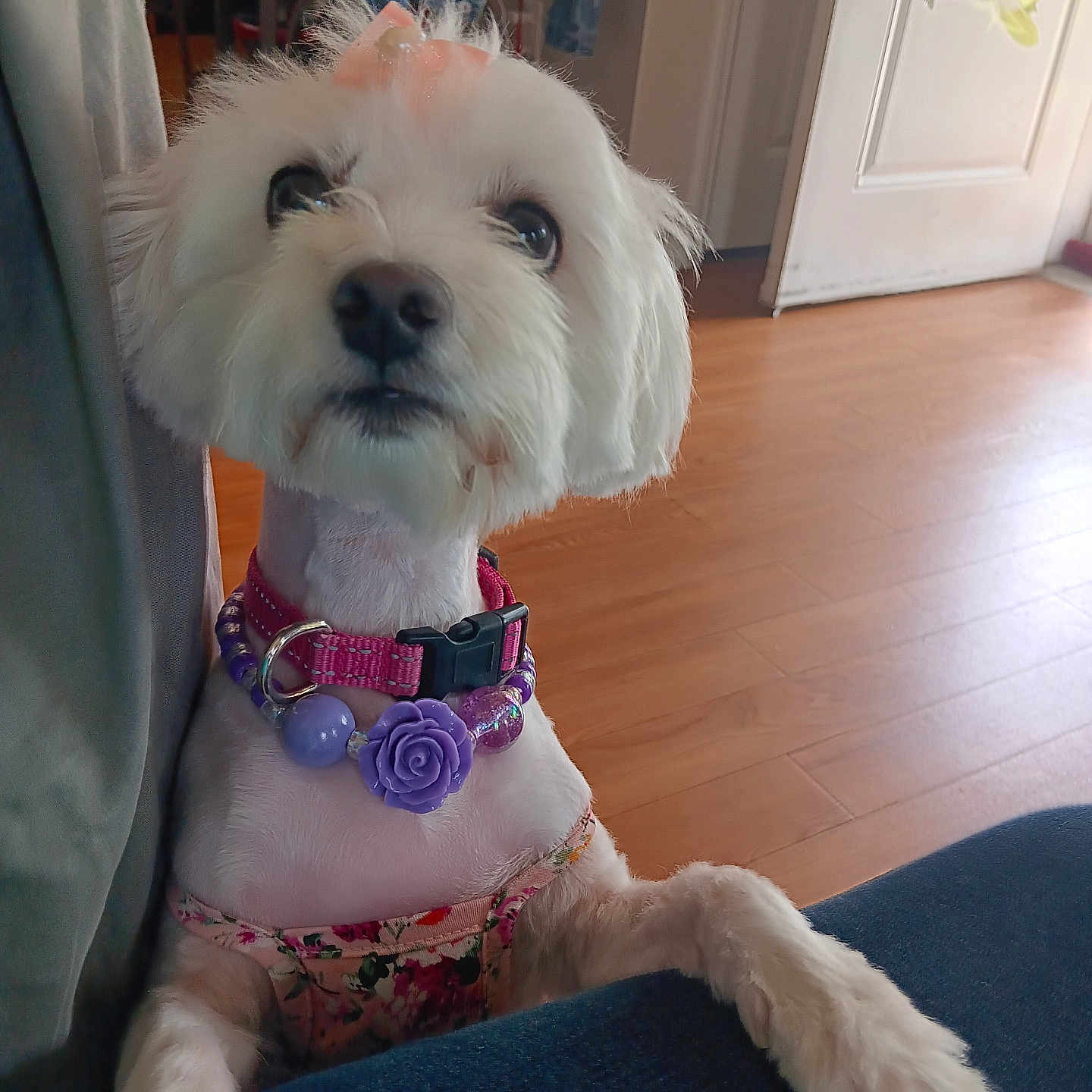 Remi Girl is registered to the contest to win money with this photo: dog, small_dog, white_dog, pet, indoor, floor, wooden_floor, collar, bow, purple_flower, pink_collar, paws, looking_up, furniture, door, clothing, cute, animal, companion, home