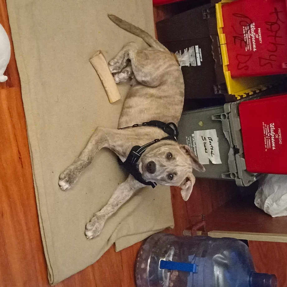 Deazel is registered to the contest to win money with this photo: carmine, collection, floor, flooring, hardwood, personal_protective_equipment, plastic, plywood, room, stuffed_toy, toy, wood, wood_stain