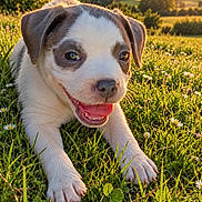 Bahia a rejoint le concours — aidez-le/la à gagner de superbes lots ! puppy, dog, canine, white_and_brown, floppy_ears, happy, smiling, open_mouth, tongue, teeth, portrait, close_up, outdoor, meadow, grass, daisies, wildflowers, sunset, golden_hour, countryside