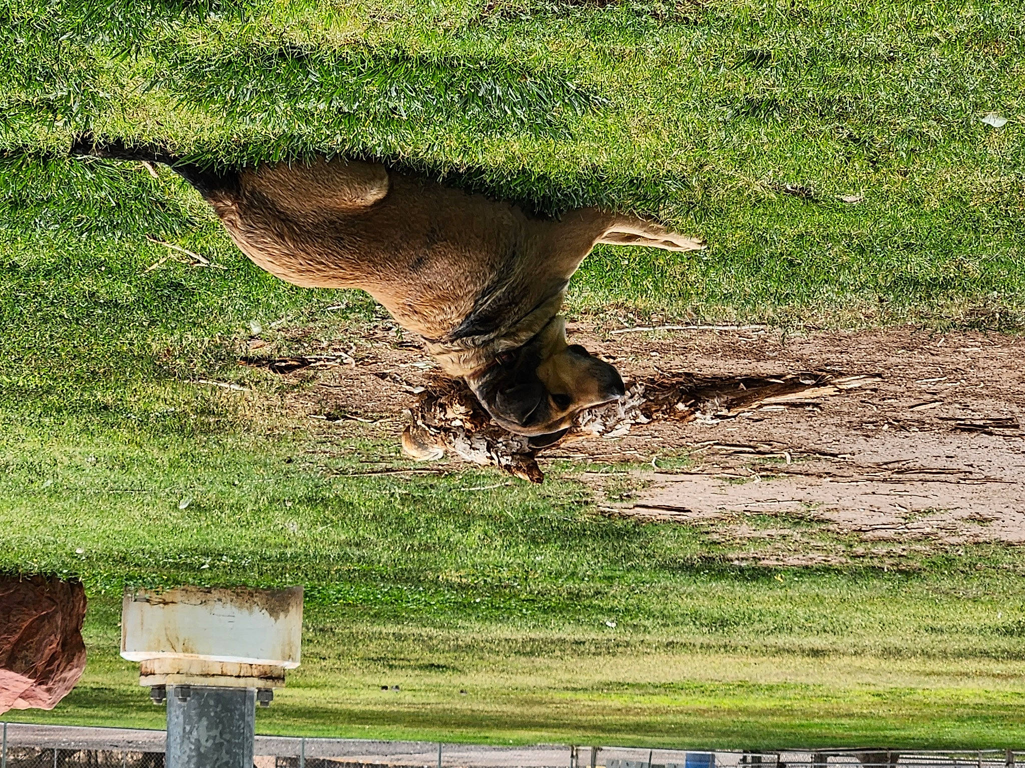Rory is registered to the contest to win money with this photo: accipitridae, accipitriformes, beak, bird, bird_of_prey, falconiformes, felidae, grass, grassland, kangaroo, macropodidae, marsupial, pasture, plant, soil, tail, terrestrial_animal, tree, trunk, wildlife