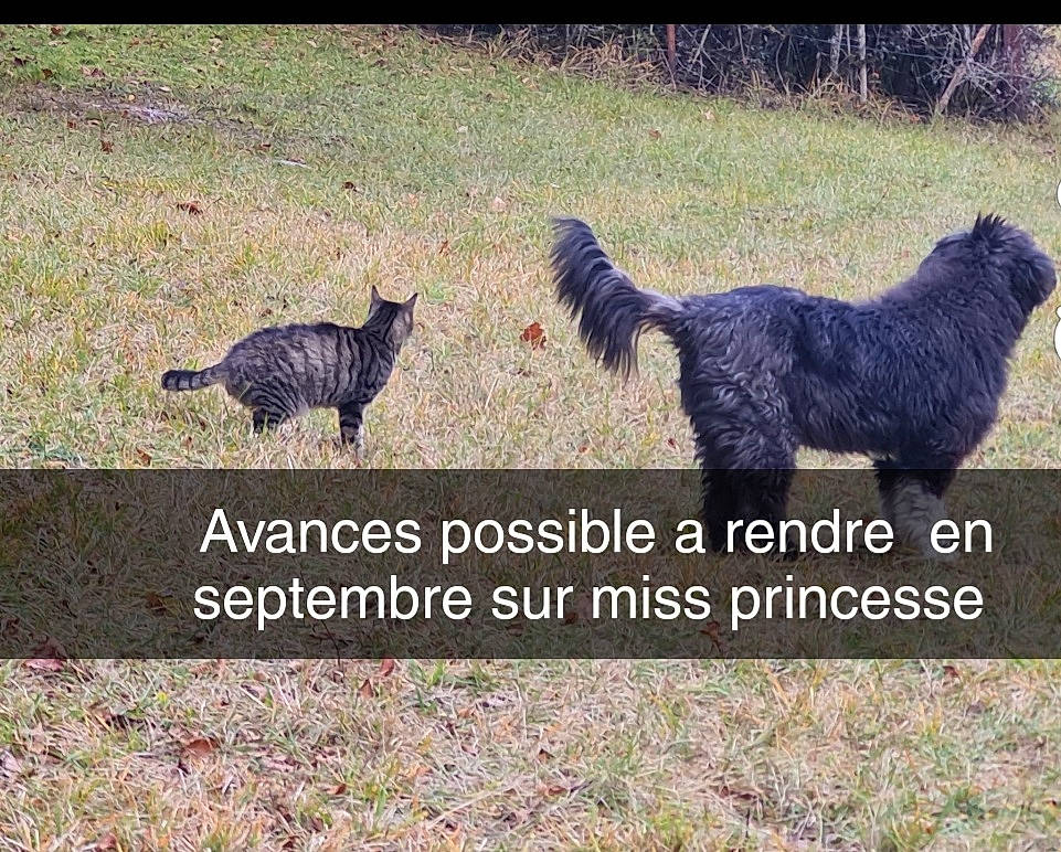 Fripouille a rejoint le concours — aidez-le/la à gagner de superbes lots ! canidae, carnivore, cat, companion_dog, dog, dog_breed, felidae, gesture, grass, grassland, groundcover, happy, pasture, photo_caption, plant, soil, tail, terrestrial_animal, water_dog, wildlife