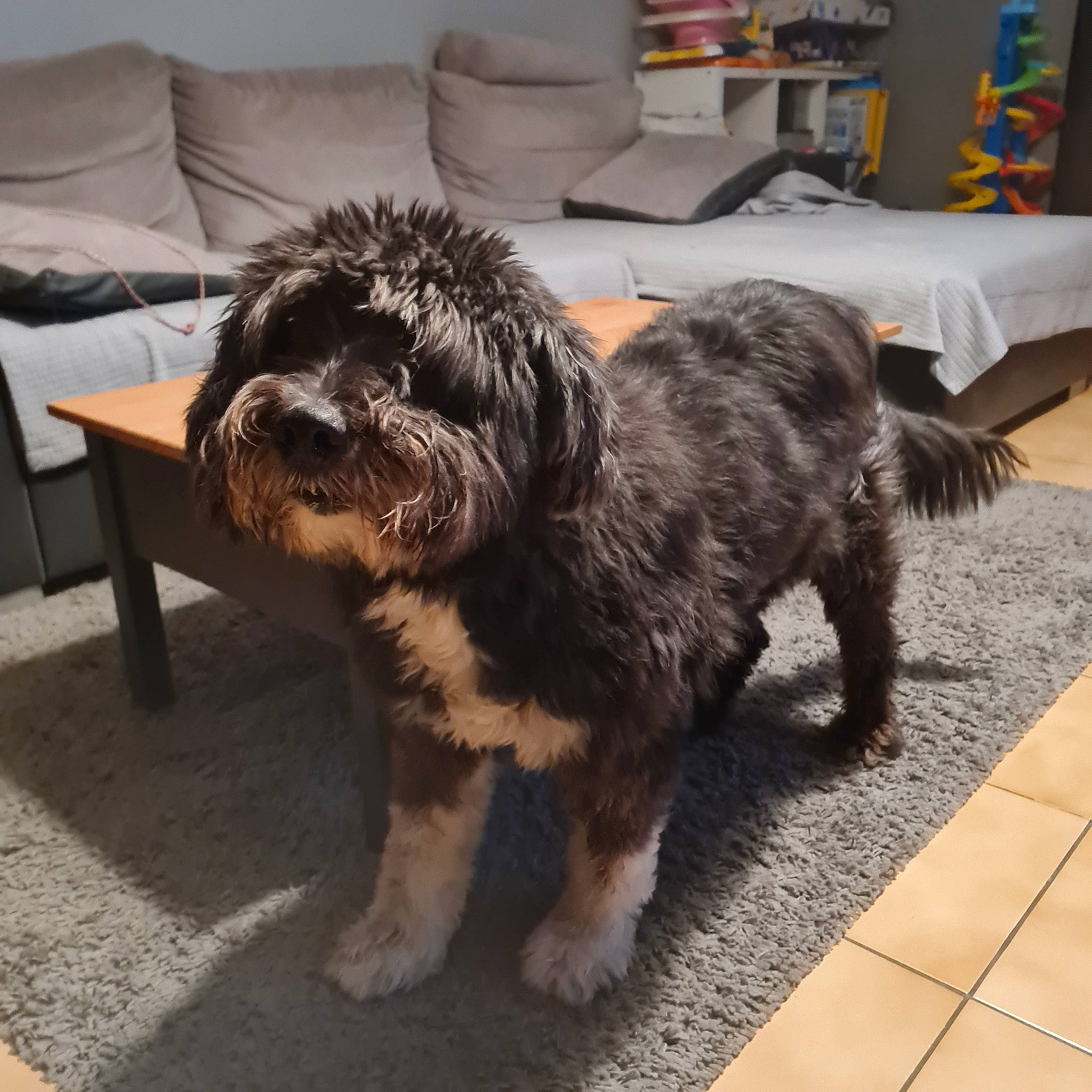Fripouille participe au concours pour gagner de l'argent avec cette photo : carnivore, catalan_sheepdog, companion_dog, couch, dog, dog_breed, flooring, fur, labradoodle, puppy_love, shelf, small_terrier, snout, sporting_group, tail, terrier, toy_dog, water_dog, working_animal, yorkipoo