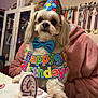 birthday_party, bow_tie, cabinet, cake, candle, cute, dog, fluffy, indoor, living_room, medal_rack, medals, number_9, party_hat, person, pink_hoodie, plate, portrait, small_dog, table