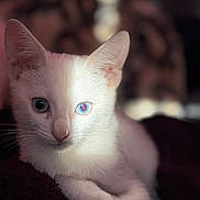 Nami is registered to the contest to win money with this photo: cat, kitten, white_cat, heterochromia, blue_eyes, animal, pet, cute, feline, close_up, portrait, indoor, soft_light, relaxed, whiskers, fur, young_cat, domestic_cat, resting, cozy