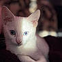 cat, kitten, white_cat, heterochromia, blue_eyes, animal, pet, cute, feline, close_up, portrait, indoor, soft_light, relaxed, whiskers, fur, young_cat, domestic_cat, resting, cozy
