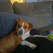 Darwin is registered to the contest to win money with this photo: dog, couch, indoor, pet, brown, white, living_room, pillow, home_decor, relaxing, canine, fur, ears, face, looking, resting, comfort, domestic, animal, table