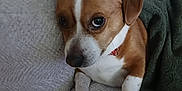 Darwin is registered to the contest to win money with this photo: dog, brown, white, pet, cute, couch, blanket, indoor, paw, fur, animal, relaxed, small_dog, looking, face, ears, snout, domestic_animal, companion, resting