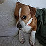 dog, brown, white, pet, cute, couch, blanket, indoor, paw, fur, animal, relaxed, small_dog, looking, face, ears, snout, domestic_animal, companion, resting