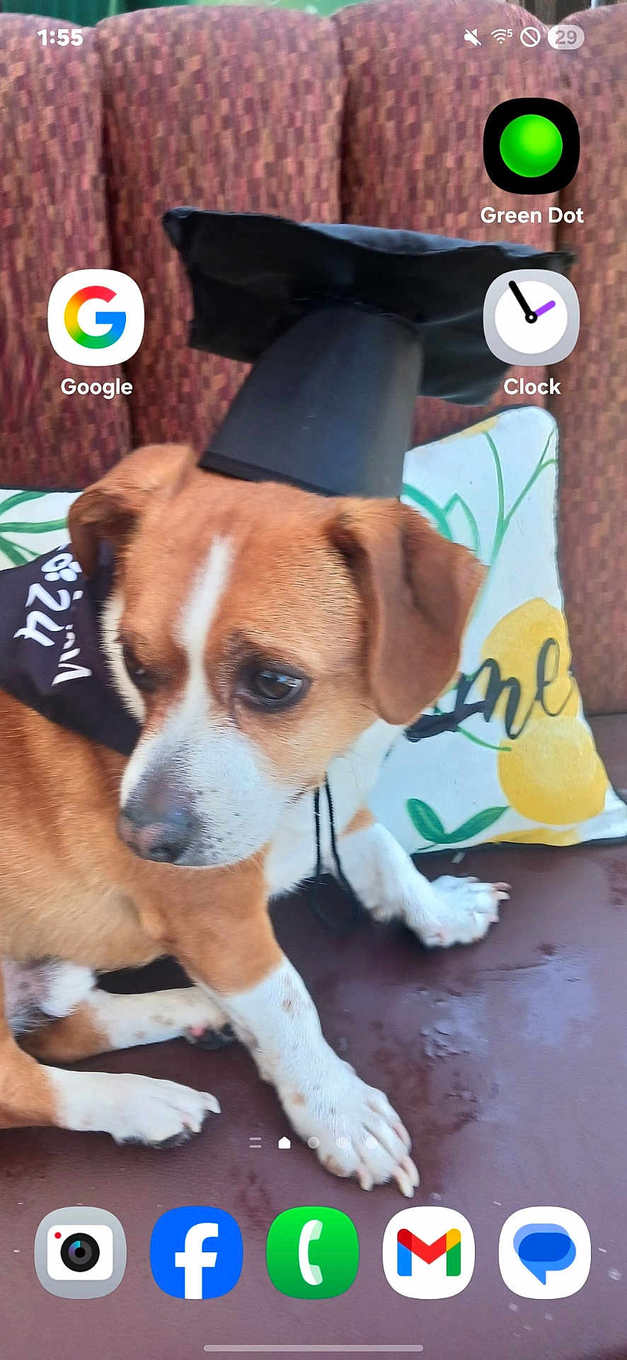 Darwin joined the competition — help win amazing prizes! dog, graduation_cap, couch, pillow, brown_fur, white_fur, pet, indoor, animal, side_view, sitting, close_up, smartphone_screen, app_icons, casual, home, cute, small_dog, resting, decor