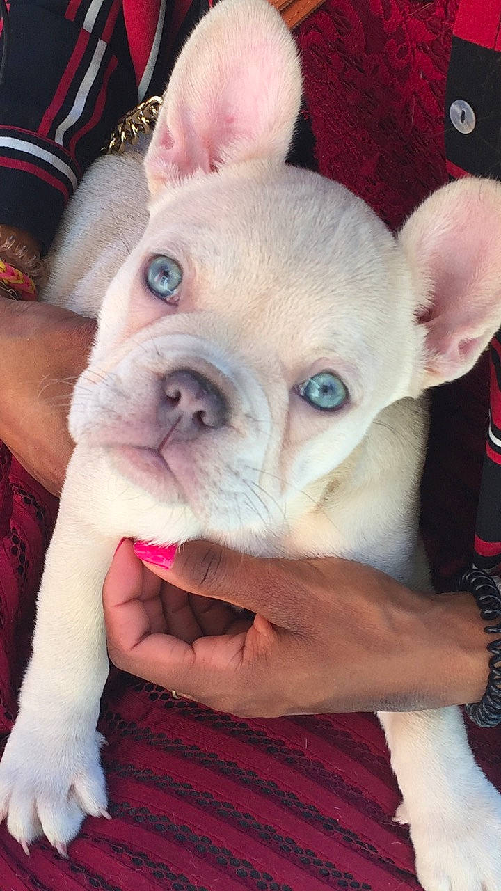 Rose a rejoint le concours — aidez-le/la à gagner de superbes lots ! canidae, carnivore, companion_dog, dog, dog_breed, ear, event, fawn, fur, head, nail, non_sporting_group, nose, pink, snout, terrestrial_animal, toy_dog, whiskers, working_animal, wrinkle