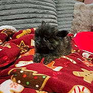 Orso a rejoint le concours — aidez-le/la à gagner de superbes lots ! puppy, dog, black_fur, blanket, gingerbread_men, candy_cane, cushion, soft_texture, indoor, pet, cozy, fur, small_dog, resting, cute, christmas_theme, holiday, warm, comfort, animal