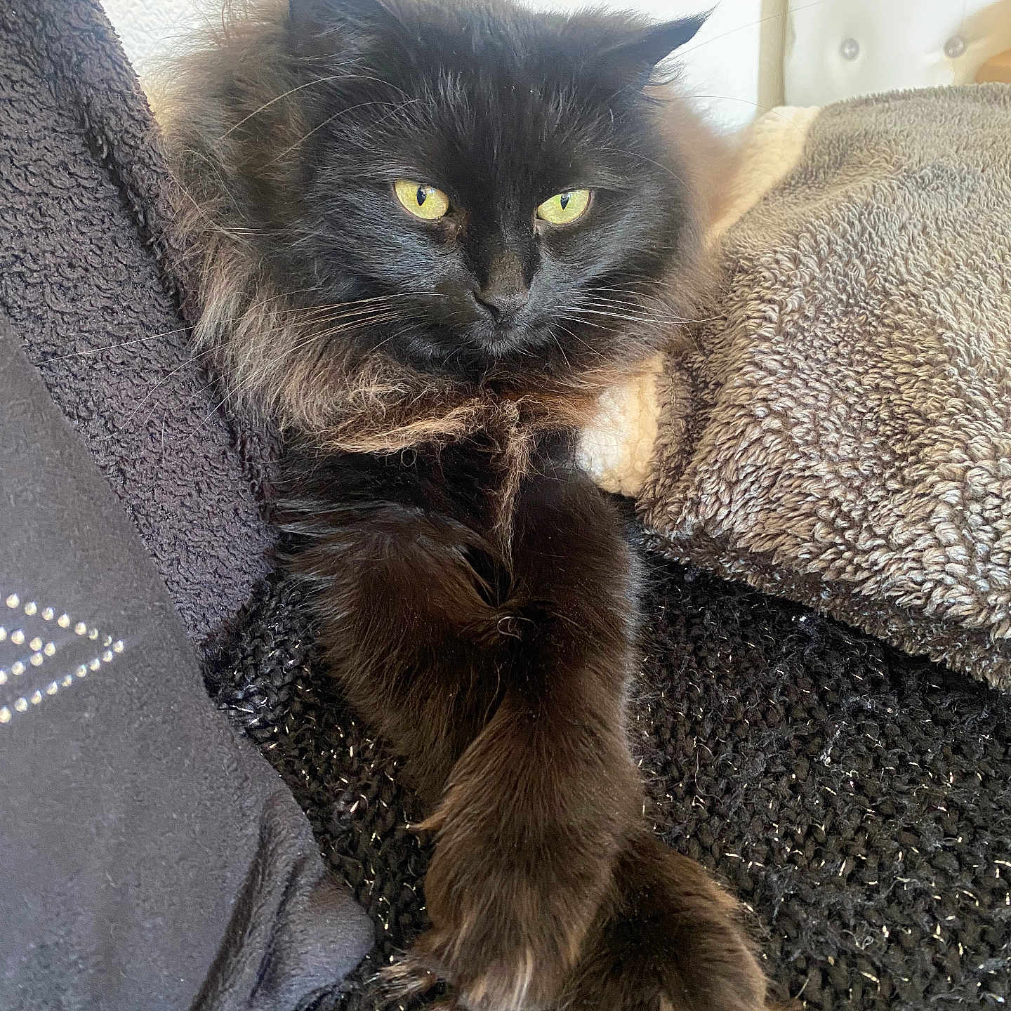 Prince a rejoint le concours — aidez-le/la à gagner de superbes lots ! angora, animal, bed, bedroom, blackcat, blanket, cat, chair, couch, cushion, furniture, homedecor, indoors, kitten, manx, person, pet, quilt, room, sleeping