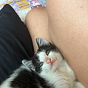 Cos is registered to the contest to win money with this photo: animal, black_and_white, cat, closeup, comfort, cozy, cute, eyes, fabric, furry, human, indoor, kitten, legs, pet, quilt, resting, skin, whiskers, young