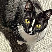 Domino joined the competition — help win amazing prizes! animal, black_and_white, black_fur, cat, close_up, curious, cute, domestic, feline, floor, fur, indoor, looking_up, pet, portrait, shadow, sunlight, texture, whiskers, yellow_eyes