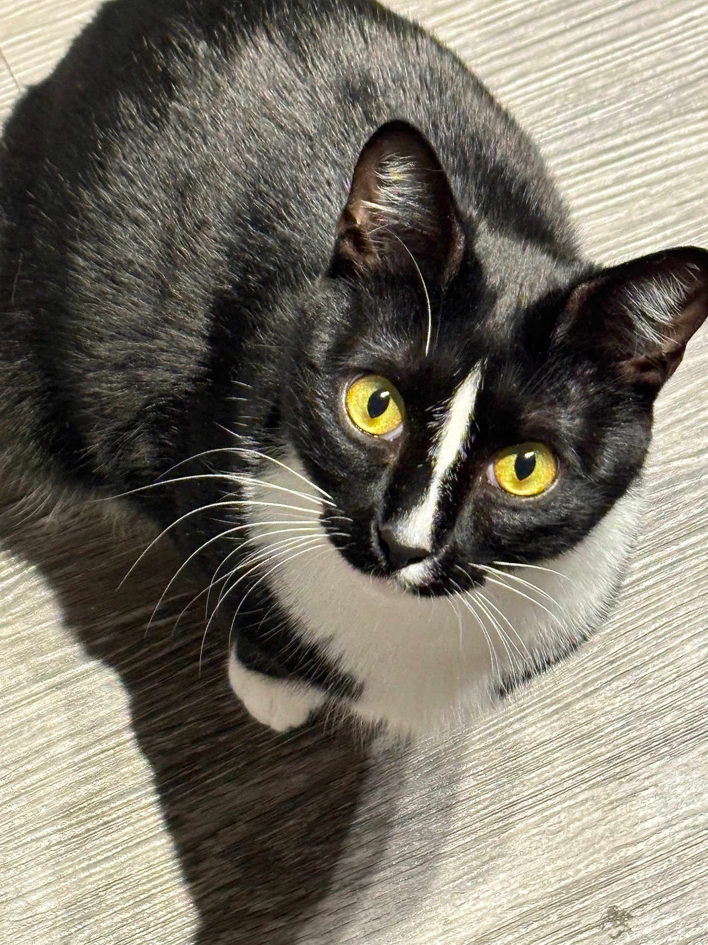 Domino