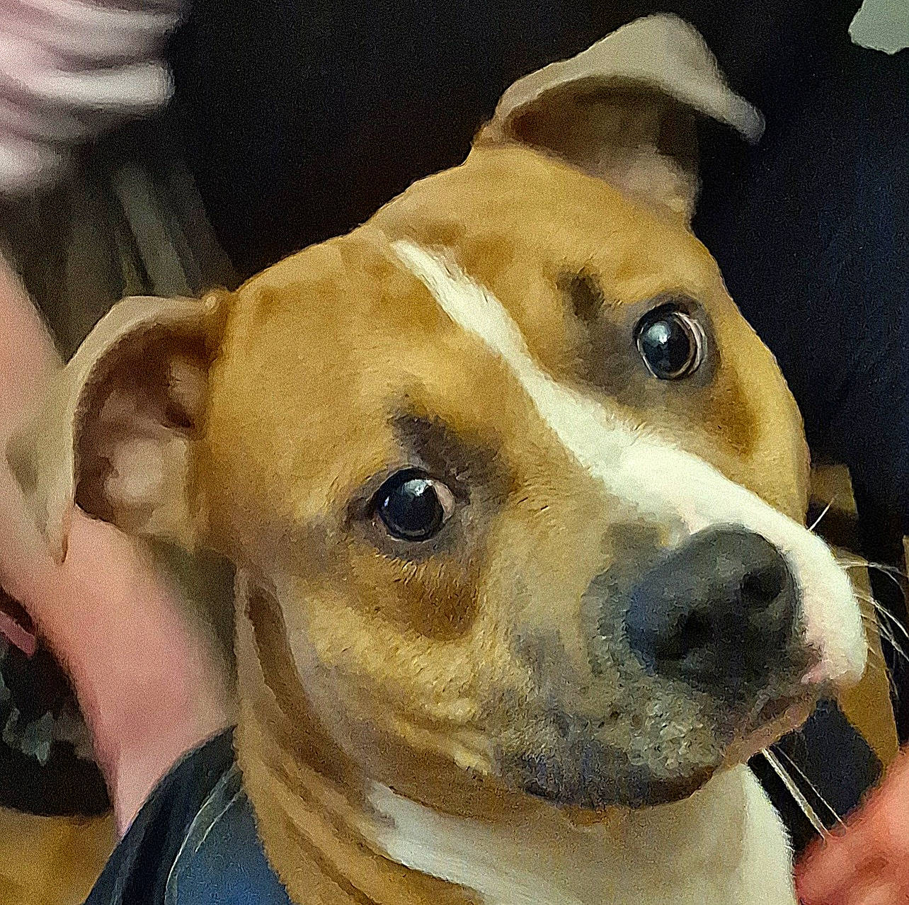 Subaru participe au concours pour gagner de l'argent avec cette photo : canidae, carnivore, collar, companion_dog, dog, dog_breed, dog_clothes, dog_collar, dog_supply, ear, fawn, fur, head, pet_supply, puppy_love, selfie, snout, sporting_group, whiskers, working_animal