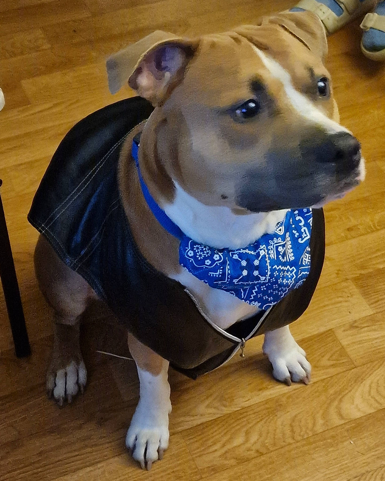 Subaru participe au concours pour gagner de l'argent avec cette photo : canidae, carnivore, collar, companion_dog, dog, dog_breed, dog_clothes, dog_collar, dog_supply, electric_blue, fawn, flooring, leash, personal_protective_equipment, pet_supply, snout, sporting_group, whiskers, wood, working_animal