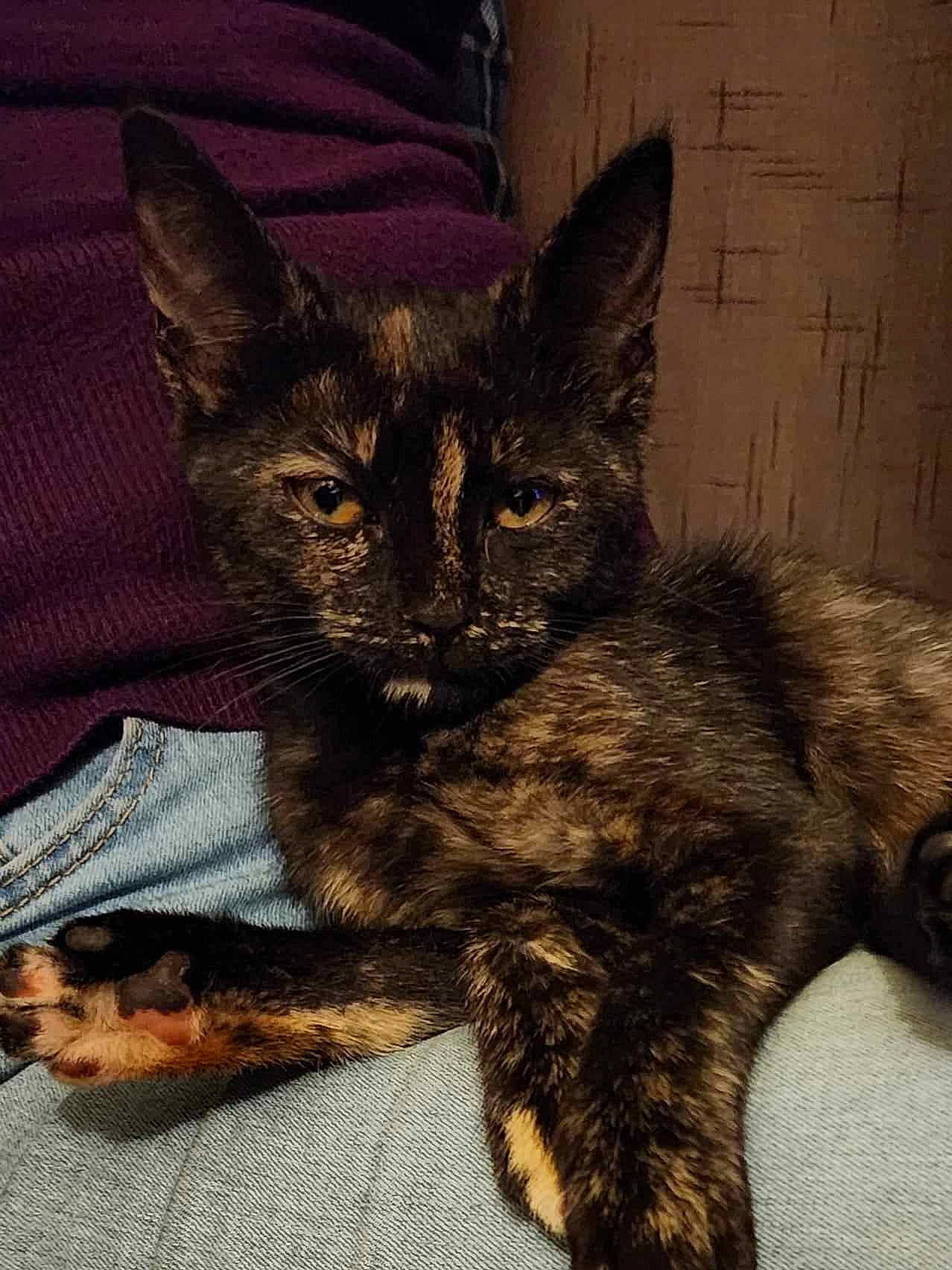 Zombie participe au concours pour gagner de l'argent avec cette photo : black_cat, carnivore, cat, claw, comfort, domestic_short_haired_cat, felidae, fur, lap, paw, sitting, small_to_medium_sized_cats, snout, tail, terrestrial_animal, whiskers