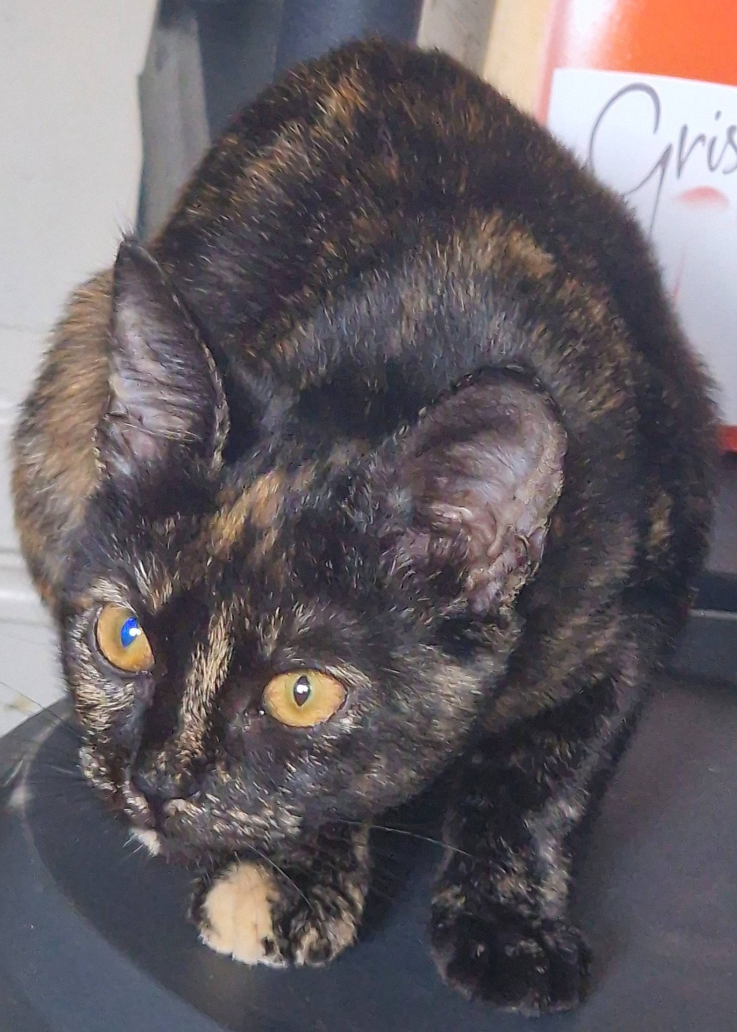 Zombie participe au concours pour gagner de l'argent avec cette photo : black_cat, bombay, carnivore, cat, claw, domestic_short_haired_cat, ear, felidae, fur, paw, small_to_medium_sized_cats, snout, tail, terrestrial_animal, whiskers, window