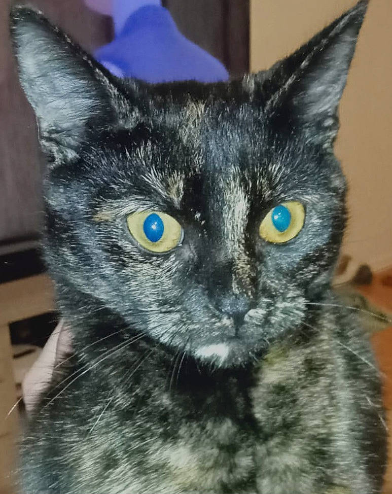 Zombie participe au concours pour gagner de l'argent avec cette photo : black_cat, carnivore, cat, cat_furniture, domestic_short_haired_cat, ear, electric_blue, eye, felidae, fur, small_to_medium_sized_cats, snout, terrestrial_animal, whiskers, window