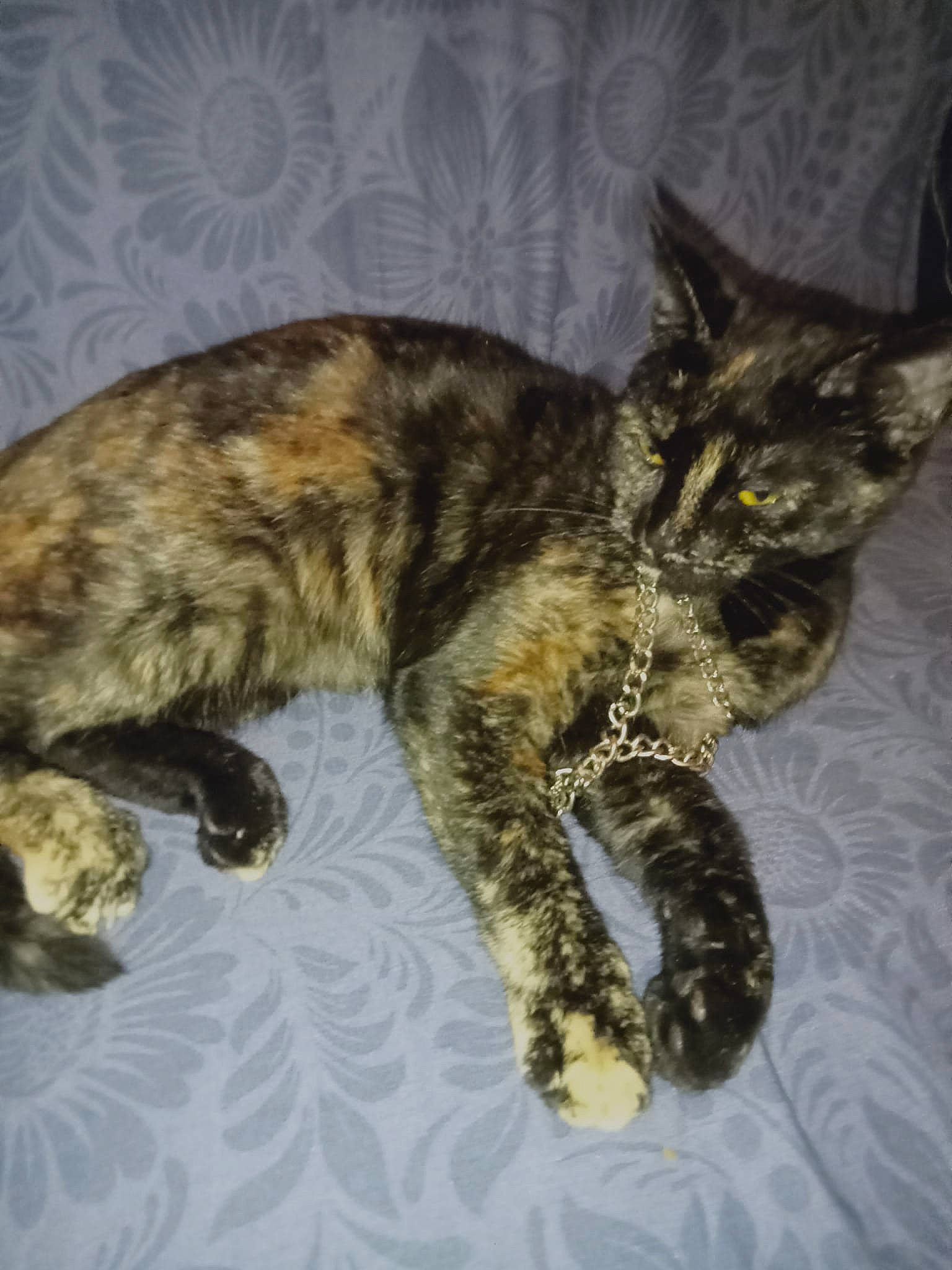 Zombie a rejoint le concours — aidez-le/la à gagner de superbes lots ! carnivore, cat, claw, domestic_short_haired_cat, felidae, fur, paw, small_to_medium_sized_cats, snout, tail, terrestrial_animal, whiskers