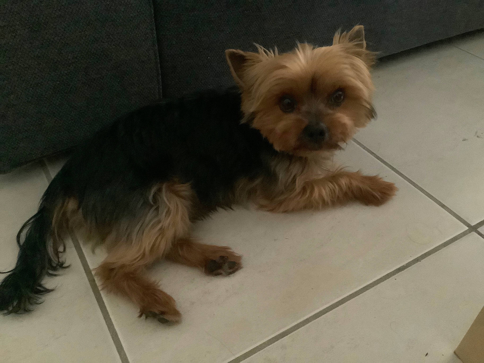 Leky a rejoint le concours — aidez-le/la à gagner de superbes lots ! biewer_terrier, canidae, carnivore, companion_dog, dog, dog_breed, dog_supply, fawn, flooring, fur, liver, maltepoo, small_terrier, snout, sporting_group, terrier, toy_dog, working_animal, yorkipoo, yorkshire_terrier