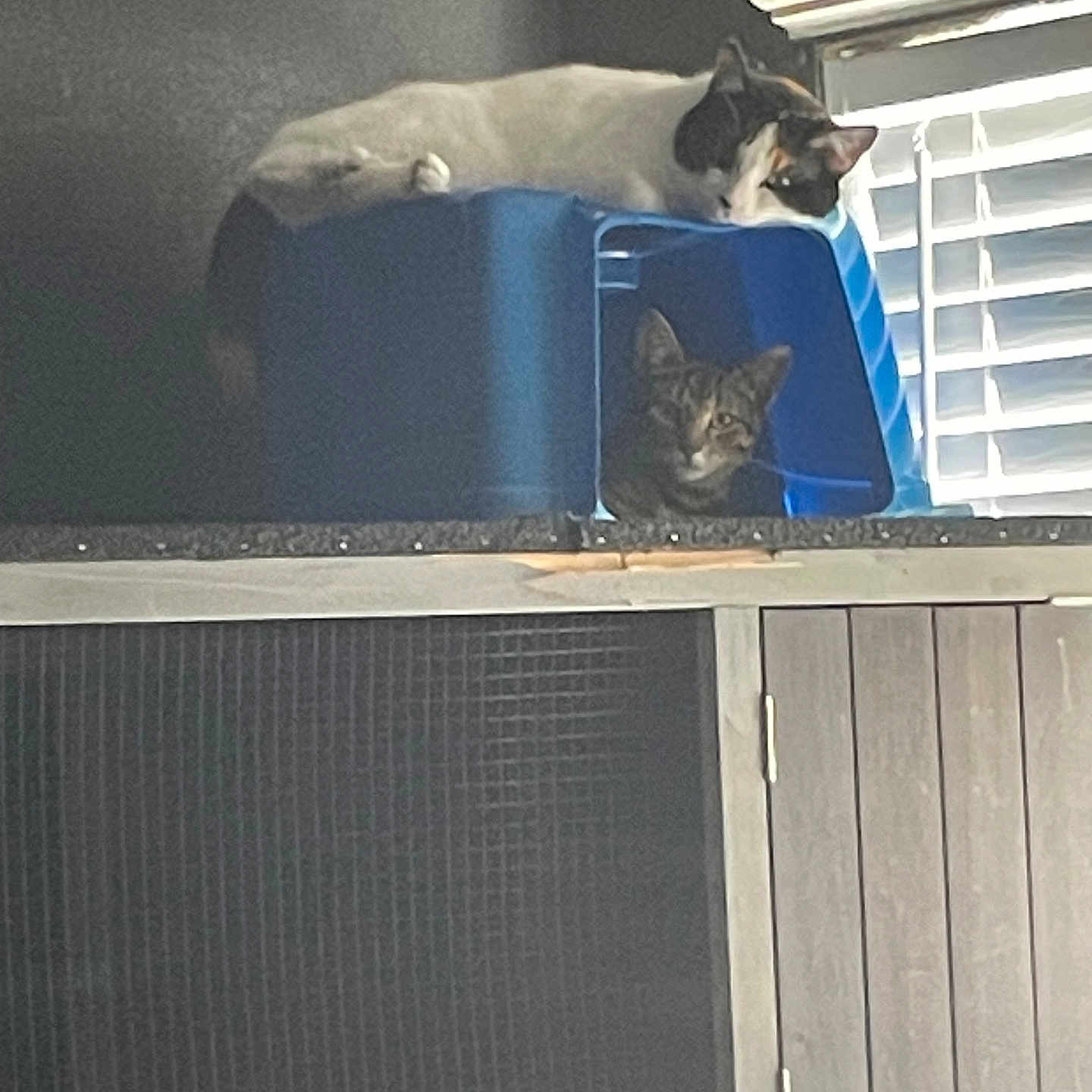 Binx joined the competition — help win amazing prizes! animal, blue_bin, cabinet, cat, cats, cozy, curious, domestic, feline, home, indoor, peek, pet, quiet, relaxing, resting, shadow, sunlight, two_cats, window_blinds