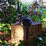 Yoko is registered to the contest to win money with this photo: cat, gray_cat, tree_stump, garden, greenery, plants, outdoor, sunlight, fence, chain_link_fence, car, nature, animal, pet, wildlife, relaxing, sitting, tail, leaves, shadows