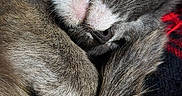 Yoko joined the competition — help win amazing prizes! animal, black, blanket, cat, closeup, cozy, curled_up, cute, fur, indoor, mammal, nap, peaceful, pet, red, resting, sleeping, soft, tail, whiskers