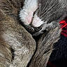 Yoko joined the competition — help win amazing prizes! cat, sleeping, fur, closeup, animal, pet, cozy, curled_up, tail, resting, indoor, blanket, red, black, soft, peaceful, cute, whiskers, mammal, nap