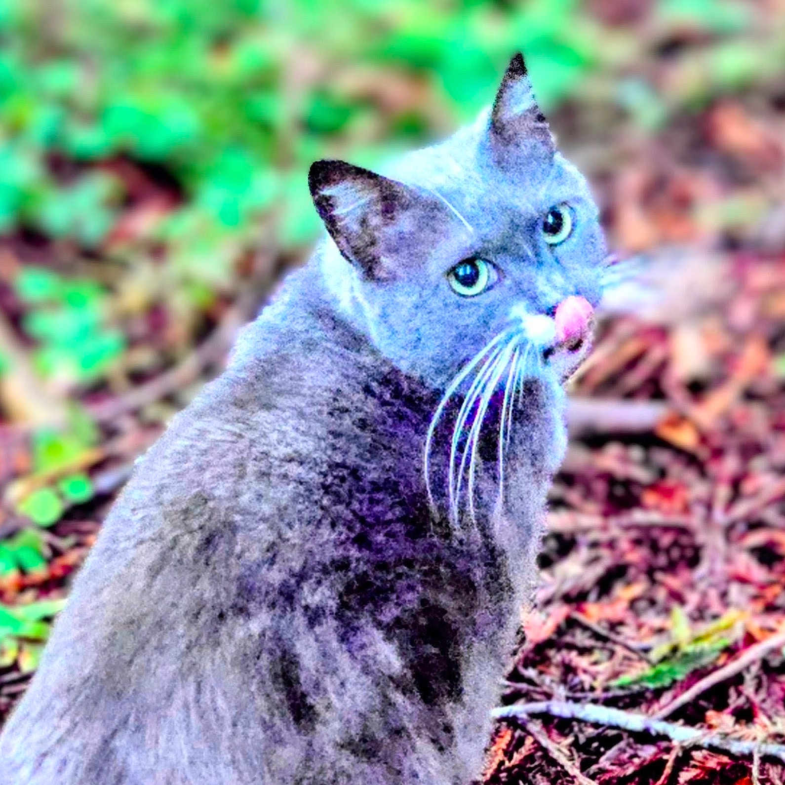 Yoko is registered to the contest to win money with this photo: cat, gray_cat, animal, outdoor, nature, green_eyes, fur, whiskers, licking, looking_back, leaf_litter, twigs, blurred_background, close_up, mammal, pet, wildlife, cute, feline, portrait
