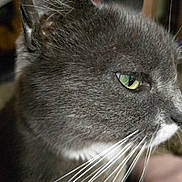 Yoko is registered to the contest to win money with this photo: cat, gray_cat, close_up, side_profile, green_eyes, whiskers, feline, pet, animal, fur, indoor, portrait, looking_away, soft_light, focus, mammal, cute, domestic_cat, whiskers_closeup, eye_detail
