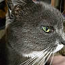 cat, gray_cat, close_up, side_profile, green_eyes, whiskers, feline, pet, animal, fur, indoor, portrait, looking_away, soft_light, focus, mammal, cute, domestic_cat, whiskers_closeup, eye_detail