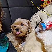 Loki joined the competition — help win amazing prizes! dog, tongue_out, bed, pillow, plush_toy, stuffed_animal, person_partial, collar, tag, fur, indoor, cable, black_headboard, blanket, relaxing, cute, pet, small_dog, resting, cozy