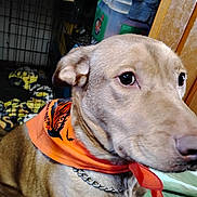 Apollo is registered to the contest to win money with this photo: dog, pet, bandana, orange, closeup, indoor, crate, pumpkin, chain_collar, curious, brown_fur, animal, looking_away, household, blanket, fabric, furniture, wall, decor, accessory