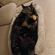 Aaliyah joined the competition — help win amazing prizes! animal, cat, contoured_bed, couch, cozy, cute, domestic_animal, fluffy, fur, furniture, home, indoor, mammal, paws, pet_bed, relaxed, resting, sleepy, soft, tortoiseshell_cat